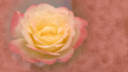 Beautiful rose on bokeh backgroundの写真素材