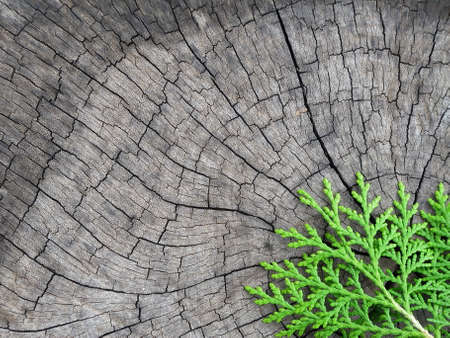 Pine on old woodの写真素材