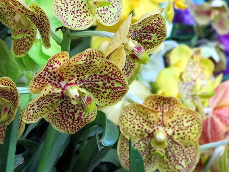 Orchid flowers in the garden