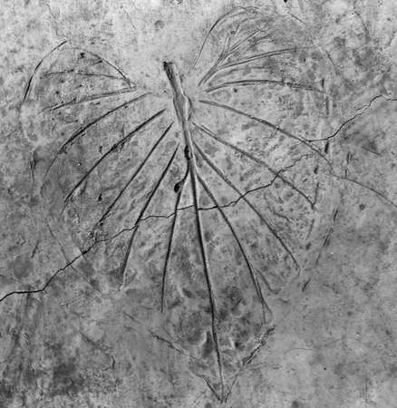 Leaves pattern on cement floorの写真素材