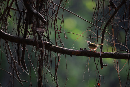 Common Iora