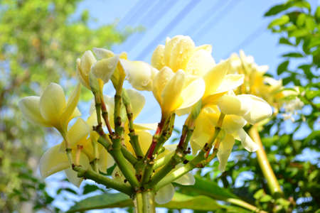 Frangipani flowers の写真素材