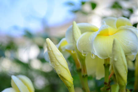 Frangipani flowers の写真素材