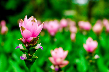 Siam Tulip