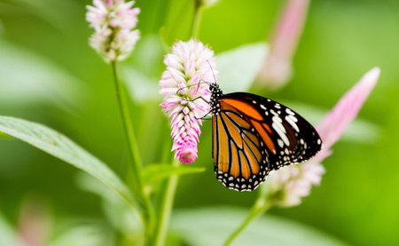 Butterflyの写真素材