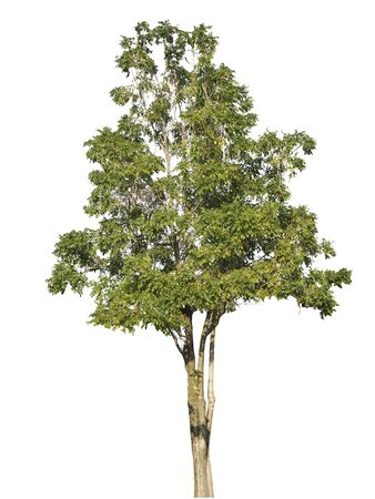 tree isolate on white background.Useful for design compositionsの写真素材