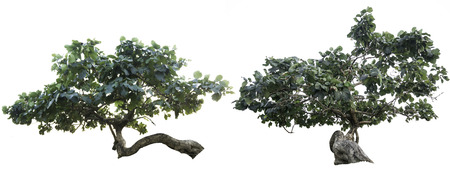 tree isolate on white background.Useful for design compositionsの写真素材