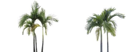 tree isolate on white background.Useful for design compositionsの写真素材