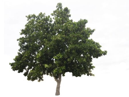 tree isolate on white background.Useful for design compositionsの写真素材