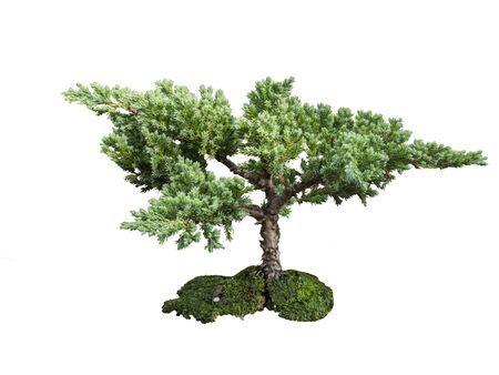 tree isolate on white background.Useful for design compositionsの写真素材