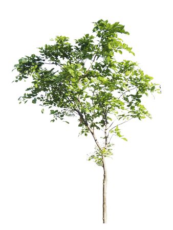 tree isolate on white background.Useful for design compositionsの写真素材