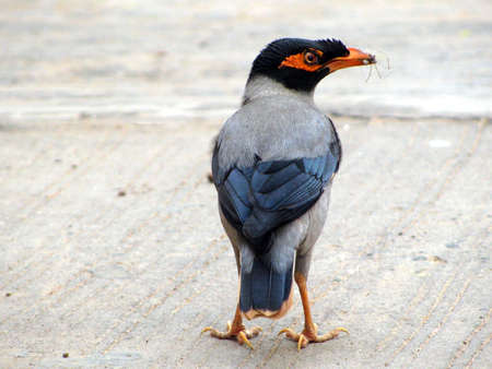 cuckoo eating spiderの写真素材