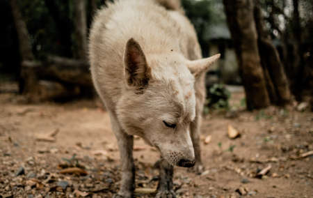 stray dogの写真素材