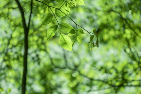 Closeup nature view of green leaf on blurred greenery background in garden with copy space using as background natural green plants landscape, ecology, fresh wallpaper concept.の写真素材