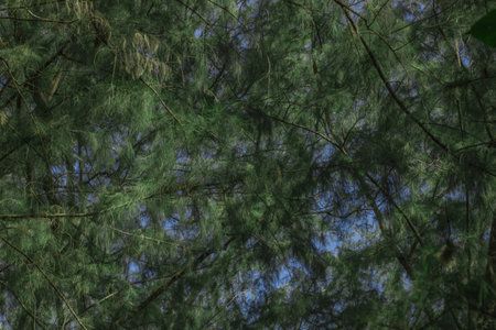 Close up  common Ironwood, She Oak, Beefwood, Queensland Swamp Oak