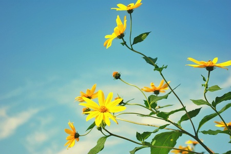 Yellow flowers on sunshine day and sky backgroundの素材