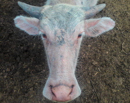 I love my mud buffalo.の写真素材