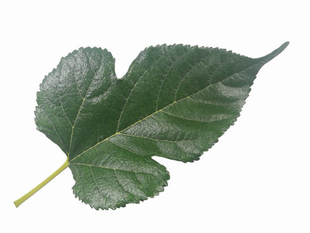 It is mulberry leaf.の写真素材