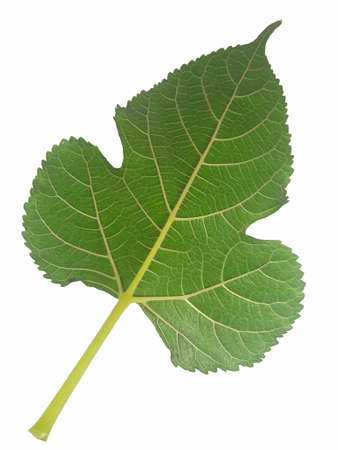 It is mulberry leaf.の写真素材