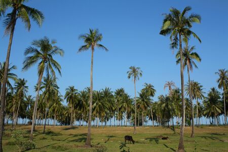 Beachside Coconut Treesの写真素材