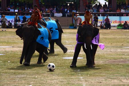Surin, Thailand - Nov 19, 2011 - Elephant Round-up Festivalのeditorial素材