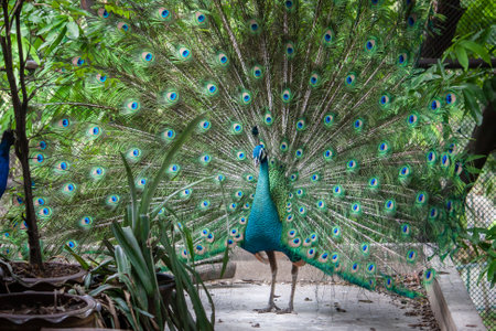 The green peacock is on a beautiful tailの写真素材