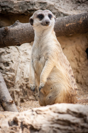 Meerkats stand on the barren sand and looked to the sideの写真素材