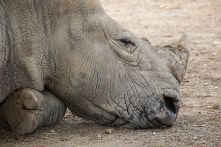 White Rhinoceros lying in the fieldの写真素材