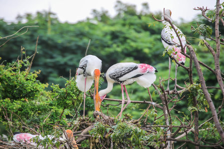 painted stork (mycteria leucocephala) A birds perched on the treesの写真素材