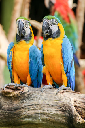 Yellow and blue colors of parrots perched on a branch