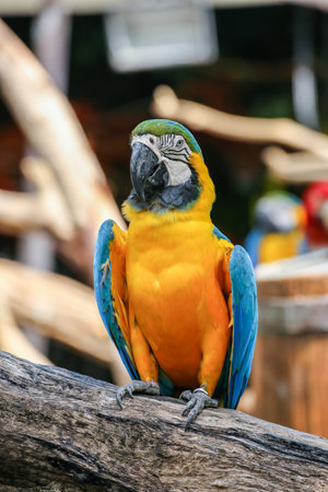 Yellow and blue colors of parrots perched on a branchの写真素材
