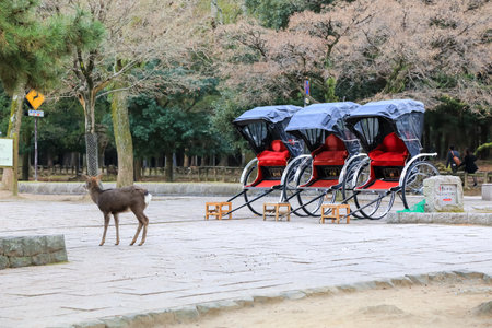 Wild deer and vehicle in Nara Park in Japan. Deer are symbol of Nara's greatest tourist attraction.のeditorial素材