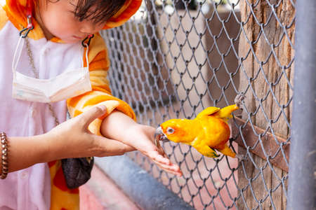 A trip in the zoo, feeding the Parrot in the large cage.
The parrot came to eat the sunflower seeds in hand.の写真素材
