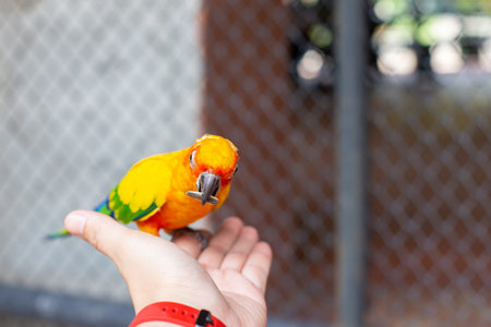 A trip in the zoo, feeding the Parrot in the large cage.
The parrot came to eat the sunflower seeds...