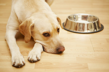 Labrador retriever is laying near a big empty dog food bowl の写真素材