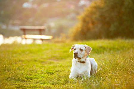 Labrador retriever in park at the sunriseの写真素材