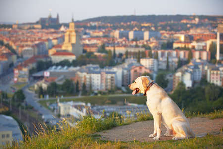 Labrador retriever at the sunrise の写真素材