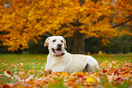 Yellow labrador retriever in autumn parkの写真素材