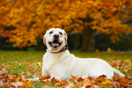 Yellow labrador retriever in autumn parkの写真素材