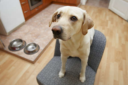 Labrador retriever is waiting at home - selective focusの写真素材