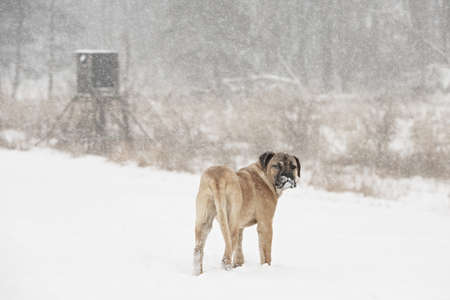 Brown cane corso dog puppy in winter landscapeの写真素材