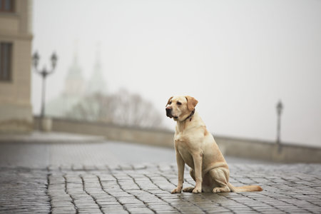 Yellow labrador retriever is waiting on the street の写真素材