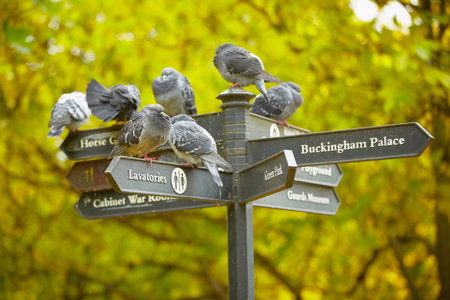 Group of pigeons sitting on a sign のeditorial素材