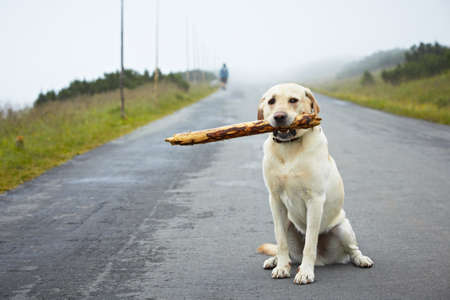 Yellow labrador retriever with stickの写真素材