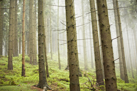 Forest in mystery fog, Czech Republic の写真素材