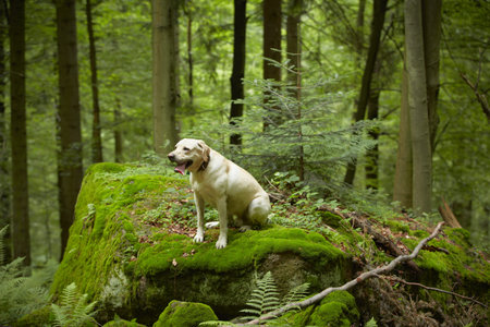 Yellow labrador retriever in deep forest 