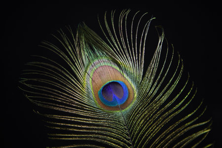 Detail of a peacock feather. Peacock is symbol of pride. 
