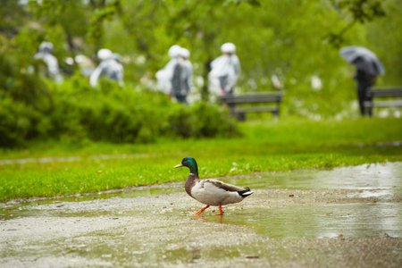 Duck in rain in city park - Pragueの写真素材