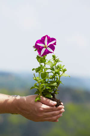 Man is holding a green young plant - springの写真素材