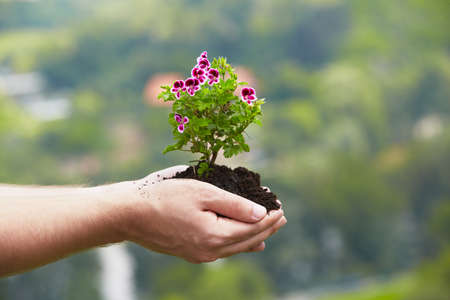 Man is holding a green young plant - springの写真素材
